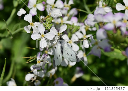 ダイコンの花と蝶 (Japanese radish and butterfly) ダイコンの花と蝶 (Japanese radish and butterfly) 111825427