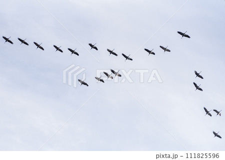 Migratory cranes fly in flocks to southern countries Migratory cranes fly in flocks to southern countries 111825596