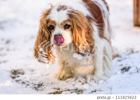 Cavalier king charles spaniel 111825622