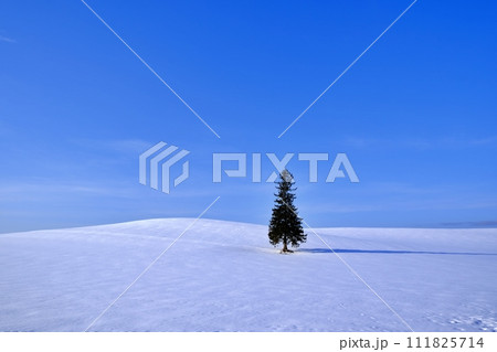 冬のクリスマスツリーの木 (北海道美瑛町) 冬のクリスマスツリーの木 (北海道美瑛町) 111825714