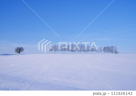 北海道 冬の美瑛の丘の風景 セブンスターの木と白樺並木 北海道 冬の美瑛の丘の風景 セブンスターの木と白樺並木 111826142