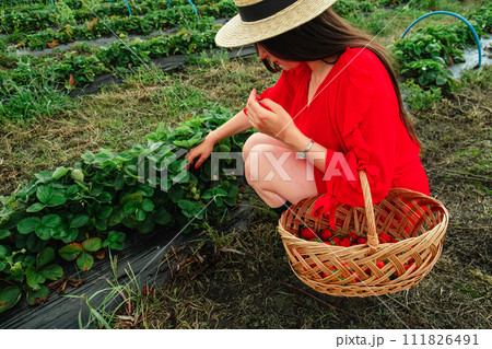 Happy woman at the farm put Strawberries in the Basket 111826491