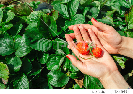 red Strawberries in woman hand green leaves on background red Strawberries in woman hand green leaves on background 111826492