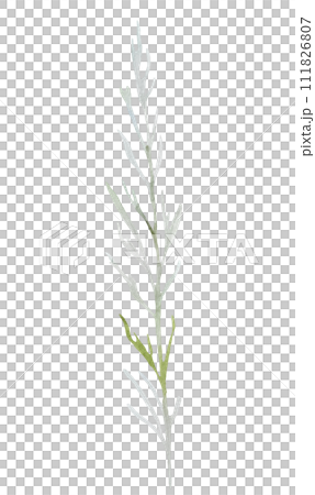 Watercolor green twig with leaves isolated illustration, pastel wedding element 111826807