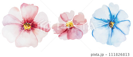 Watercolor light pink and blue flower isolated illustration, floral wedding and greeting element 111826813
