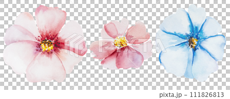 Watercolor light pink and blue flower isolated illustration, floral wedding and greeting element 111826813