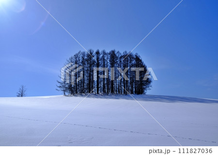 冬の北海道美瑛町 新マイルドセブンの丘 111827036