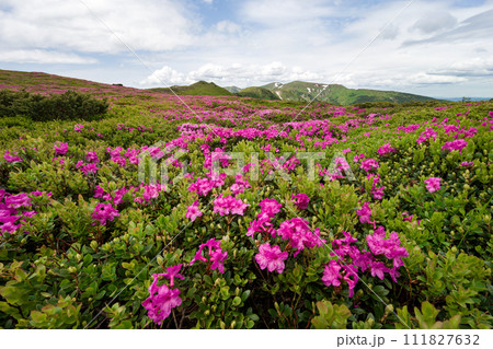 A meadow with flowering rhododendron bushes and a view of the Montenegrin mountain range. A meadow with flowering rhododendron bushes and a view of the Montenegrin mountain range. 111827632