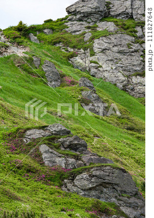 Rhododendrons under the peak of the Ukhaty Kamin mountain in the Ukrainian Carpathians. 111827648