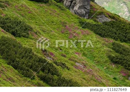 Rhododendrons under the peak of the Ukhaty Kamin mountain in the Ukrainian Carpathians. 111827649