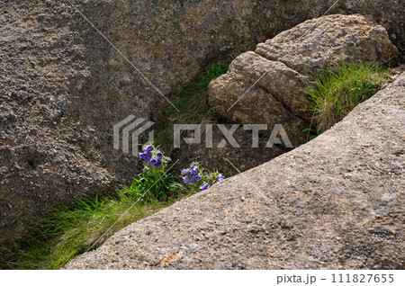 Campanula bell-shaped summer mountain flower. 111827655