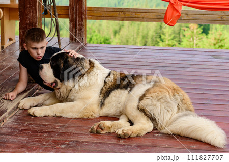A boy is stroking a Saint Bernard lying on a wooden outdoor terrace. 111827707