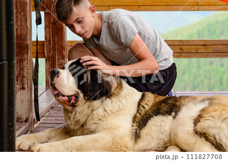 A boy is stroking a Saint Bernard lying on a wooden outdoor terrace. 111827708