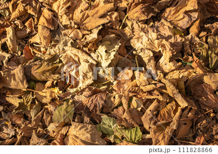 Autumn yellow dried leaves on the ground 111828866