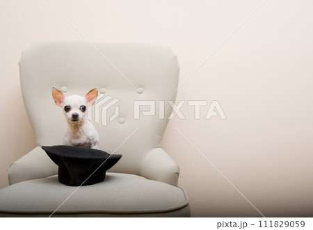 Chihuahua dog sitting in a cozy chair peeking out from behind a stylish black hat and looking intently at the camera. 111829059