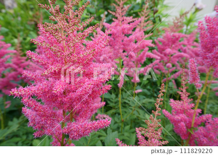 庭に咲くアスチルベの花 庭に咲くアスチルベの花 111829220