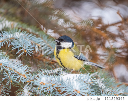Cute bird Great tit, songbird sitting on the fir branch with snow in winter 111829343