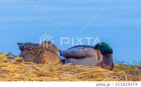 Two ducks resting on hay near water in natural landscape Two ducks resting on hay near water in natural landscape 111829374
