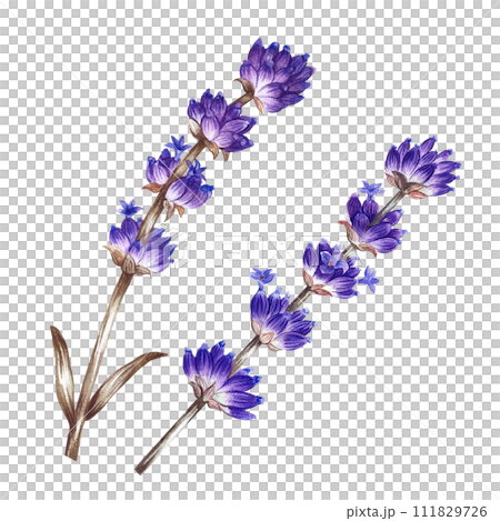 Lavender, a beautiful picturesque purple flower. A hand-drawn watercolor illustration. Highlight it. An element for the design of packaging, postcards and labels. For banners, flyers and posters. 111829726