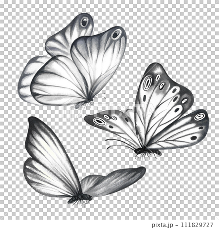 A set of grey flying butterflies. Clip art hand-drawn watercolor illustration. Isolate it. For printing, decoration of postcards, banners, flyers. For home decor, packaging and labels. 111829727
