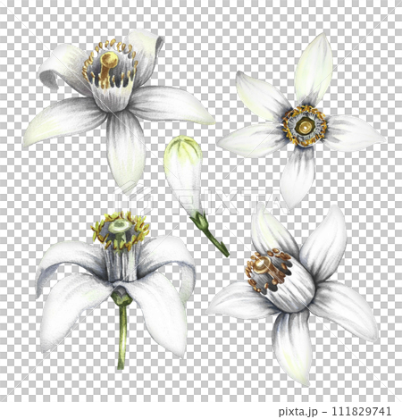 Orange blossom, the fragrant flower of the orange tree. A set of citrus flowers. Hand-drawn watercolor illustration. Clip art for perfume packaging, postcards and labels. For banners, flyers, posters. Orange blossom, the fragrant flower of the orange tree. A set of citrus flowers. Hand-drawn watercolor illustration. Clip art for perfume packaging, postcards and labels. For banners, flyers, posters. 111829741