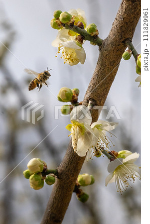 蜂と梅の花 111829961