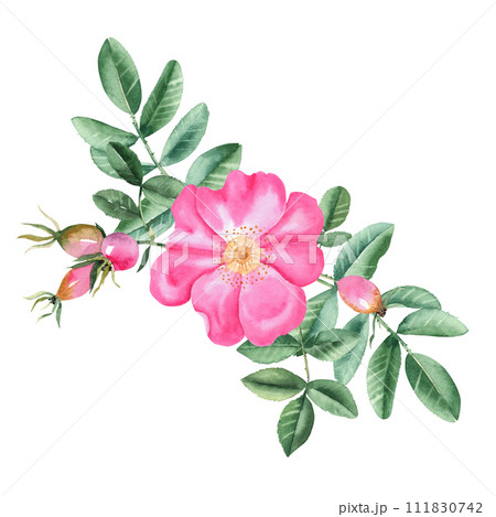 Watercolor dog rose bouquet, composition from flowers, leaves and berries isolated on white background. Botanical hand drawn illustration. Watercolor dog rose bouquet, composition from flowers, leaves and berries isolated on white background. Botanical hand drawn illustration. 111830742