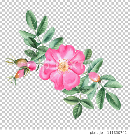 Watercolor dog rose bouquet, composition from flowers, leaves and berries isolated on white background. Botanical hand drawn illustration. Watercolor dog rose bouquet, composition from flowers, leaves and berries isolated on white background. Botanical hand drawn illustration. 111830742