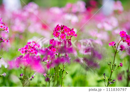 【花素材】九十九谷森林公園のクリンソウ【長野県】 【花素材】九十九谷森林公園のクリンソウ【長野県】 111830797