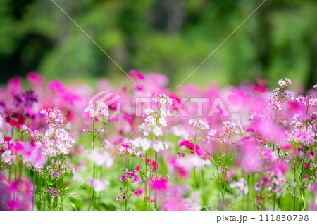 【花素材】九十九谷森林公園のクリンソウ【長野県】 【花素材】九十九谷森林公園のクリンソウ【長野県】 111830798