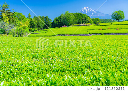 【初夏素材】新緑の大淵笹場の茶畑【静岡県】 111830851