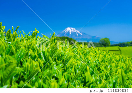 【初夏素材】新緑の大淵笹場の茶畑【静岡県】 【初夏素材】新緑の大淵笹場の茶畑【静岡県】 111830855