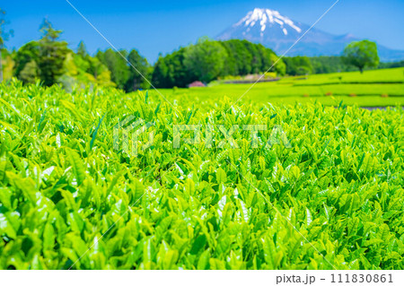 【初夏素材】新緑の大淵笹場の茶畑【静岡県】 111830861