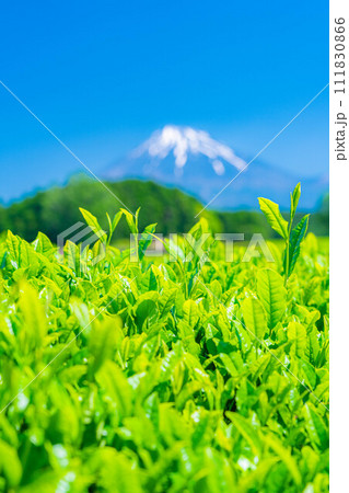【初夏素材】新緑の大淵笹場の茶畑【静岡県】 111830866