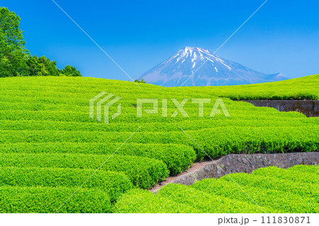 【初夏素材】新緑の大淵笹場の茶畑【静岡県】 111830871