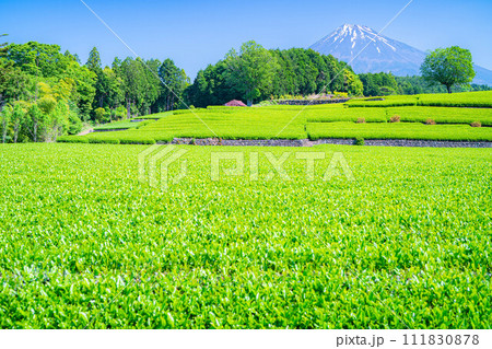 【初夏素材】新緑の大淵笹場の茶畑【静岡県】 111830878