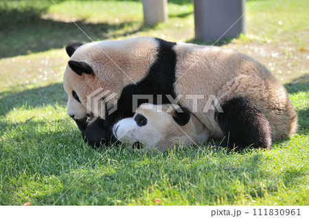 仲よく遊ぶ梅浜・永浜 111830961