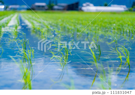 【稲素材】田植えされた稲【長野県】 111831047