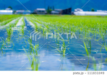 【稲素材】田植えされた稲【長野県】 【稲素材】田植えされた稲【長野県】 111831049