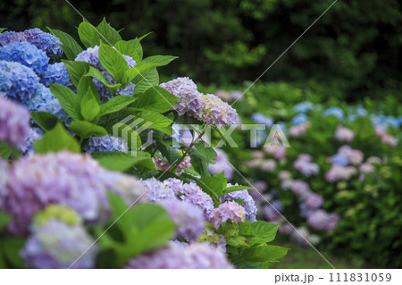 lower village花夢の里の紫陽花園の景色 111831059