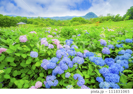 lower village花夢の里の紫陽花園の景色 lower village花夢の里の紫陽花園の景色 111831065