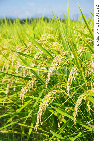 《秋の実り》収穫前の稲穂 111831192