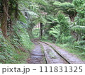 ニュージーランド、カランガハケ渓谷の緑の森の中を走る線路 111831325