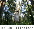 ニュージーランド、ワイポウアの森の父テマツアナヘレと呼ばれるカウリの巨木 111831327