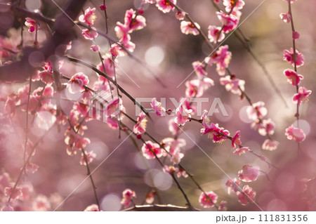 枝垂れ梅の花 枝垂れ梅の花 111831356