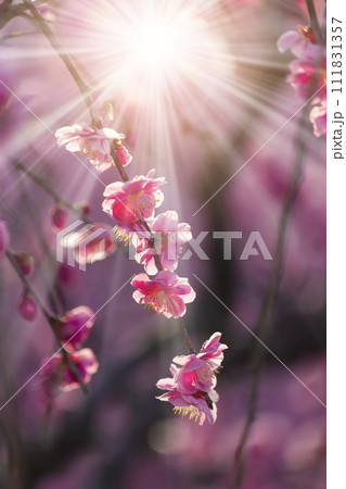 枝垂れ梅の花 枝垂れ梅の花 111831357