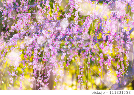 枝垂れ梅の花 枝垂れ梅の花 111831358