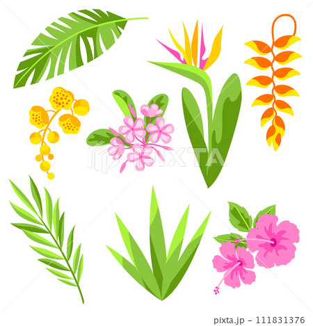 Set of tropical flowers. Decorative exotic foliage and plants. 111831376