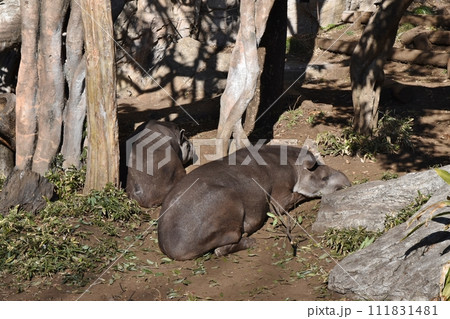 寝そべる獏 寝そべる獏 111831481