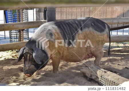 1頭のアヨー 111831482